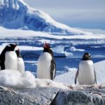 В Антарктиде тают ледники: аргентинские ученые бьют тревогу