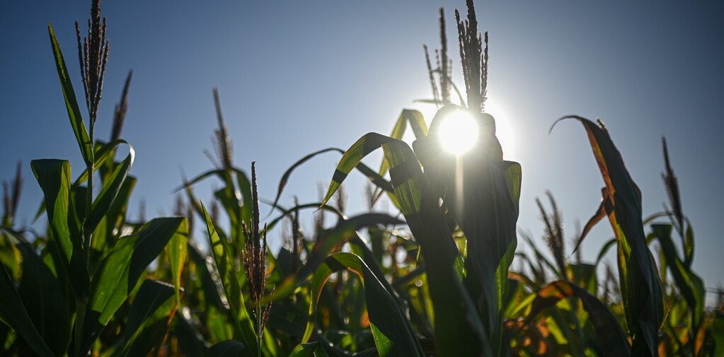 Аргентина ожидает резкого увеличения урожая кукурузы