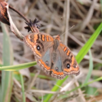 Буэнос-Айрес заполонили бабочки: разгадка этого феномена