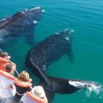 В бухту города Пуэрто-Мадрин приплыли первые киты